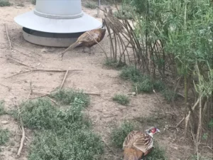 Bird Farm 1