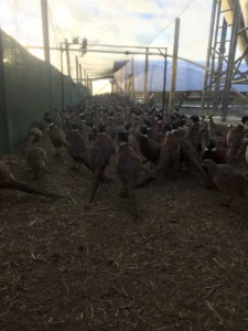 Bird Farm 10