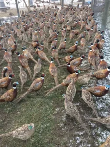Bird Farm 11