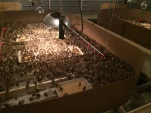 Bird Farm 12