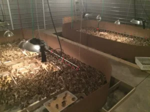 Bird Farm 13