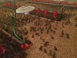 Bird Farm 14