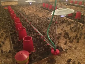 Bird Farm 15