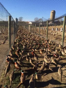 Bird Farm 18