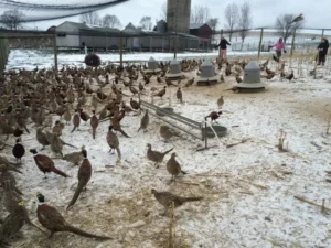 Bird Farm 19