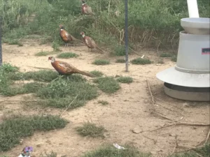 Bird Farm 2