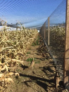 Bird Farm 20