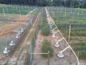 Bird Farm 21
