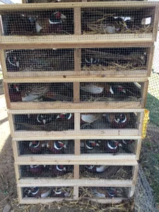 Bird Farm 26
