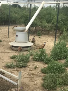 Bird Farm 3