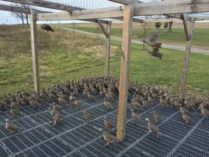 Bird Farm 4