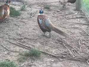 Bird Farm 5
