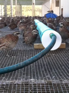 Bird Farm 6
