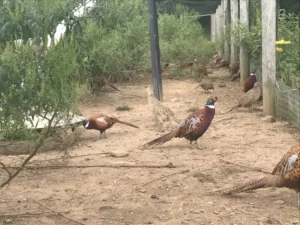 Bird Farm 7