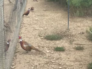Bird Farm 8