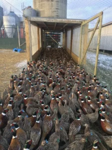 Bird Farm 9