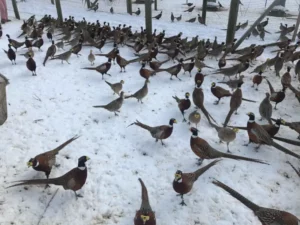 Gamebirds in Lisbon, OH